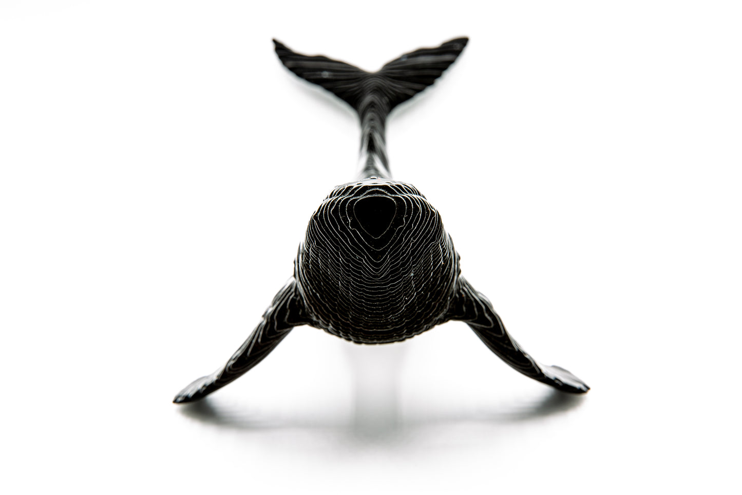 Humpblack Whale