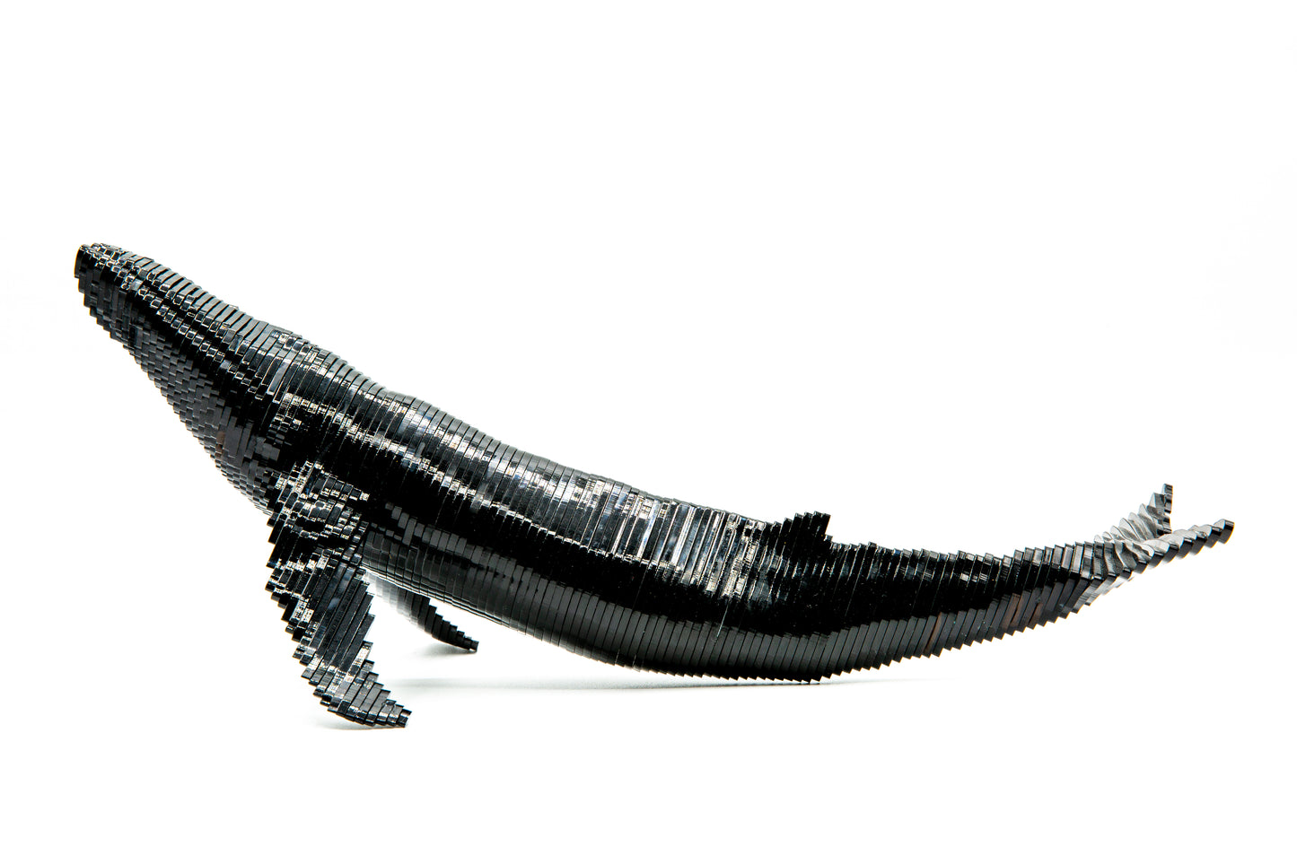 Humpblack Whale