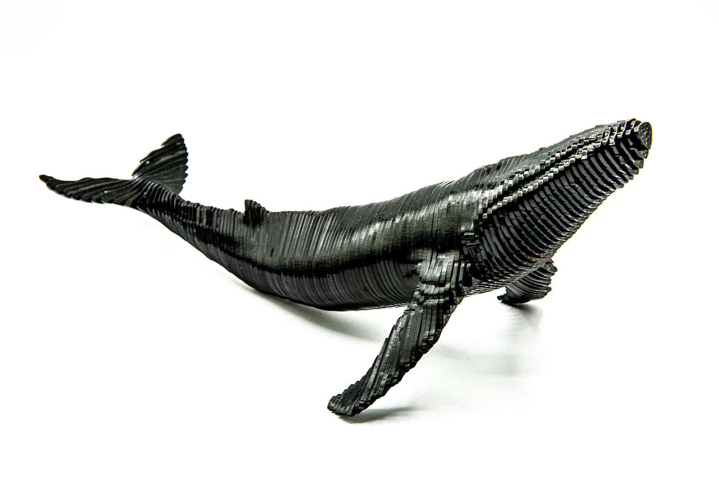 Humpblack Whale