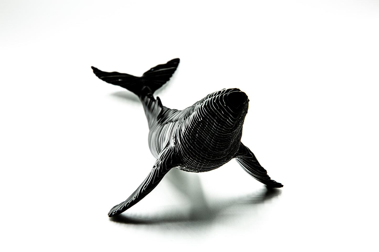 Humpblack Whale