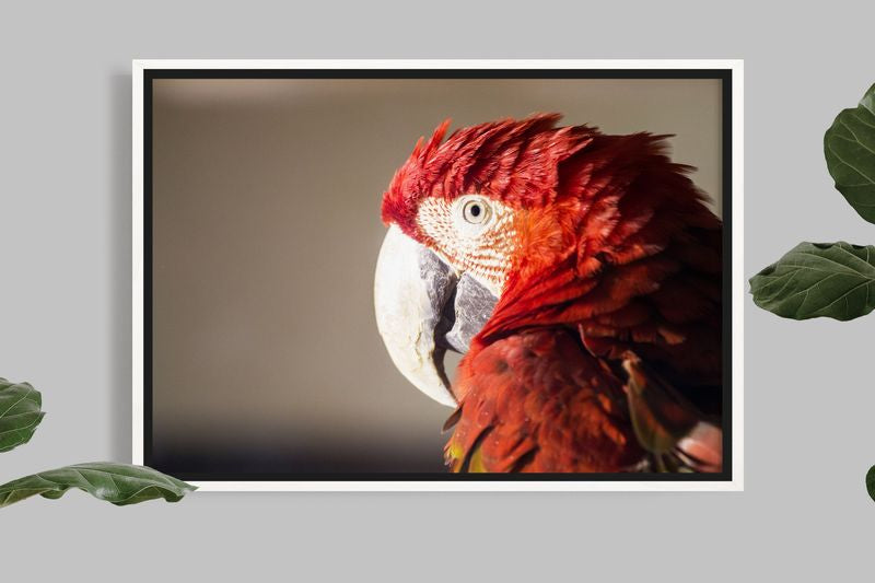 Macaw