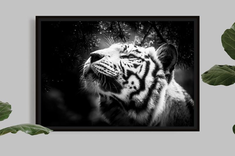White Tiger