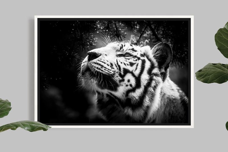 White Tiger