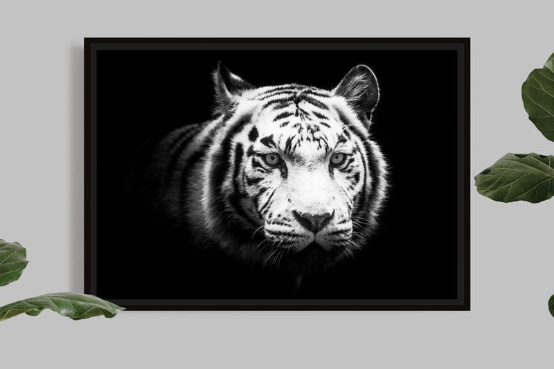 The white tiger's look