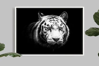 The white tiger's look